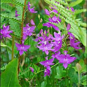 Calopogon tuberosus