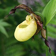 Cypripedium "Dietrich"