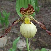 Cypripedium "Inge"