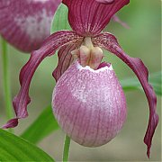 Cypripedium "Philipp"