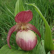 Cypripedium "Sabine"