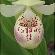 Cypripedium "Ulla Silkens" (cream)