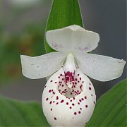 Cypripedium "Ulla Silkens" (dotted)