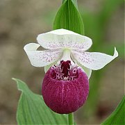 Cypripedium "Vicky's Delight"