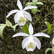 Pleione hookeriana