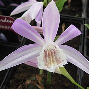 Pleione formosana