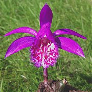 Pleione "Tongariro"