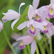 Pogonia ophioglossoïdes