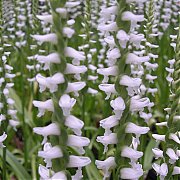 Spiranthes cernua odorata "Chadd's Ford"