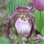 New Cypripedium \"Philipp\"