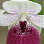 New Cypripedium \"Vicky\'s delight\"