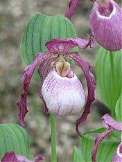 New Cypripedium \"Philipp\"