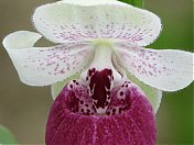 New Cypripedium \"Vicky\'s delight\"