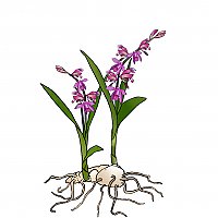 Bletilla