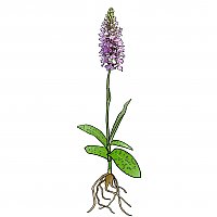 Dactylorhiza