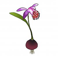 Pleione