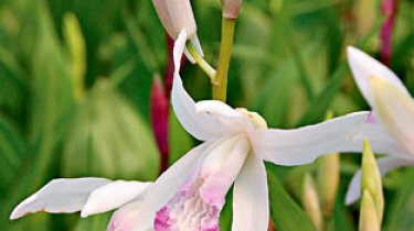 Bletilla striata \