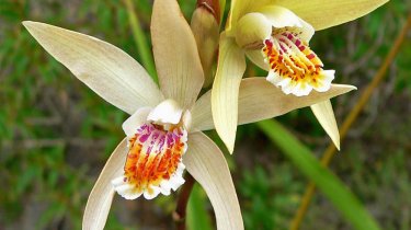 Bletilla ochracea (Yellow)