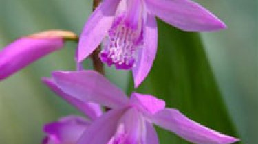 Bletilla striata \