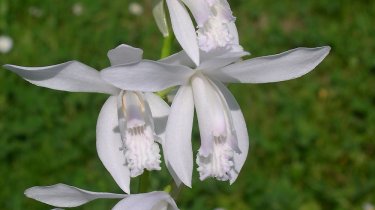 Bletilla striata \