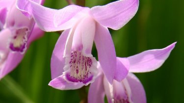 Bletilla striata \