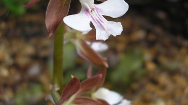 Calanthe discolor