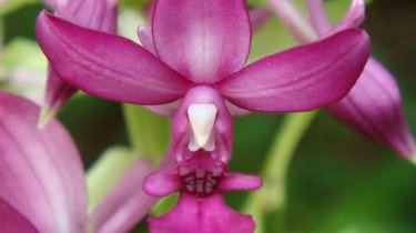 Calanthe okinawensis