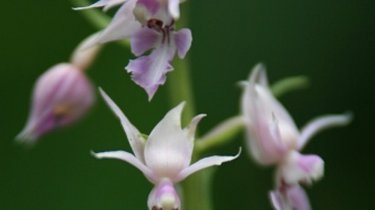 Calanthe reflexa