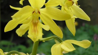 Calanthe sieboldii