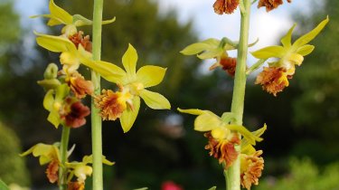 Calanthe tricarinata