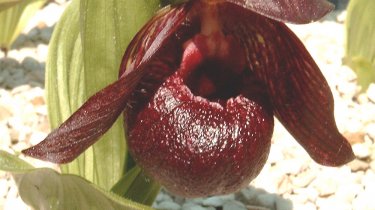 Cypripedium smithii