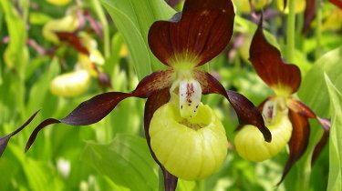 Cypripedium calceolus