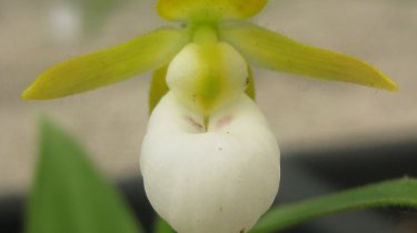 Cypripedium californicum