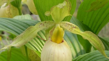 Cypripedium fasciolatum