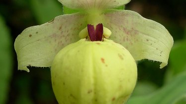 Cypripedium flavum