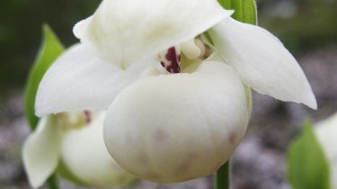 Cypripedium flavum alba