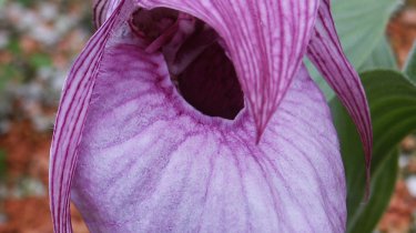 Cypripedium franchetii