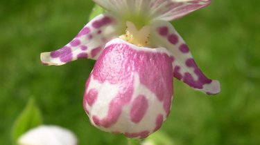 Cypripedium guttatum