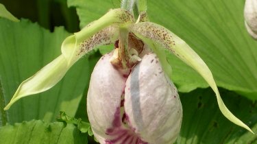 Cypripedium japonicum