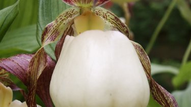 Cypripedium kentuckiense