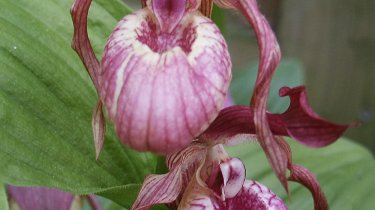 Cypripedium macranthos