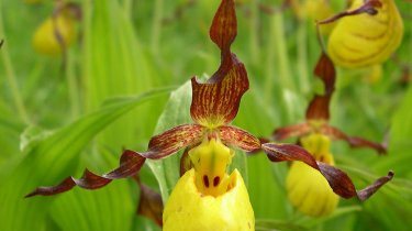 Cypripedium parviflorum makasin