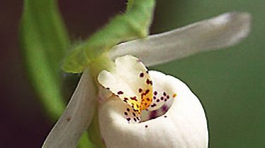 Cypripedium passerinum