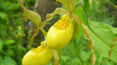 Cypripedium pubescens