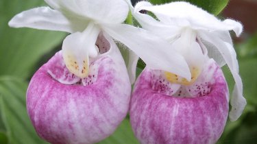 Cypripedium reginae