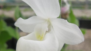 Cypripedium reginae alba