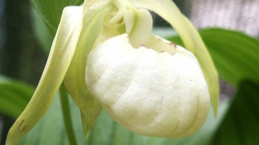 Cypripedium ventricosum