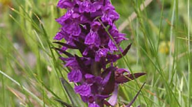 Dactylorhiza alpestris