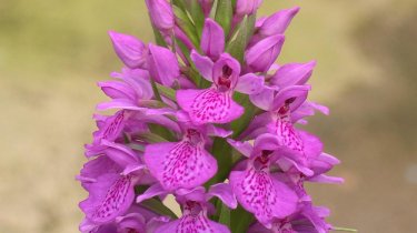 Dactylorhiza elata