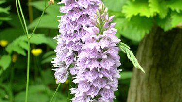 Dactylorhiza fuchsii